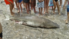 Carcharhinus brachyurus