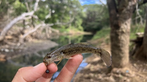 Sleeper (Gobiomorus maculatus) — Eleotridae