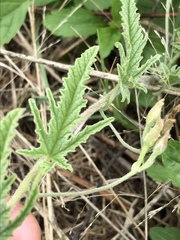 Convolvulus austroafricanus