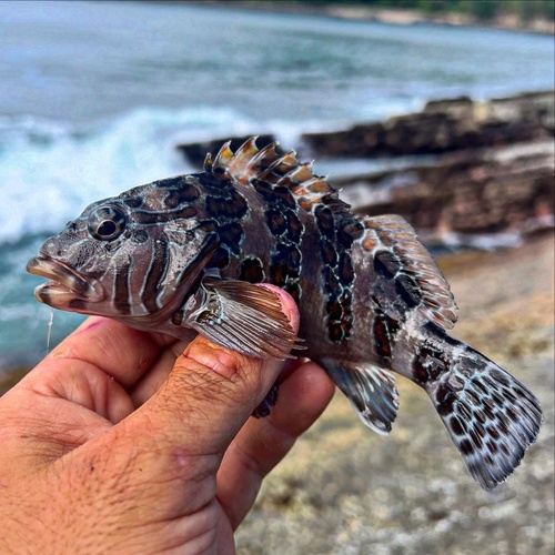 Photo of Giant hawkfish (Cirrhitus rivulatus)