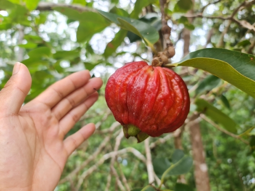 red bush apple (Syzygium suborbiculare)