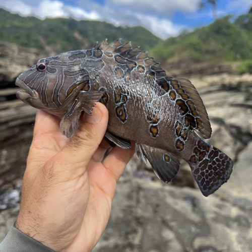 Giant hawkfish (Cirrhitus rivulatus) — Cirrhitidae — 2