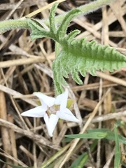 Convolvulus austroafricanus
