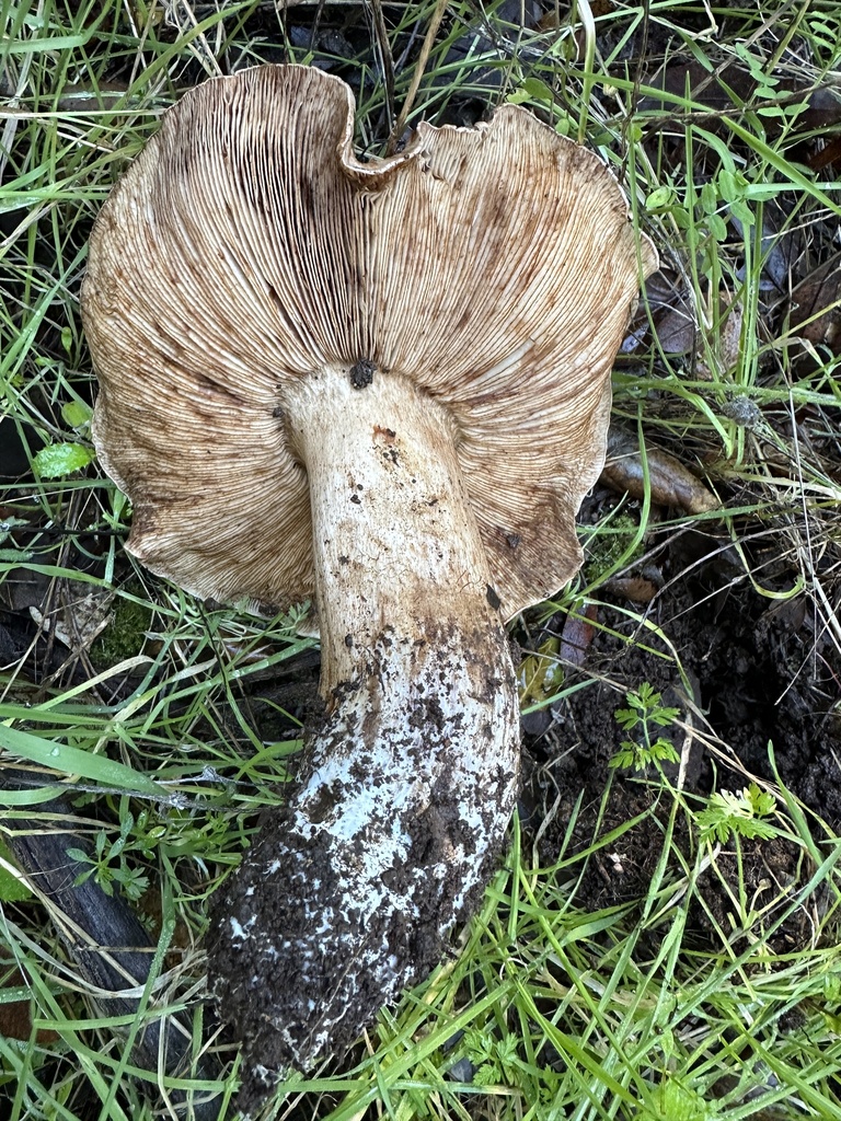 Tricholoma dryophilum · December 2025 · photo: © ocean_beach_goth (iNaturalist, cc-by)