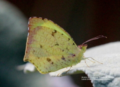 Abaeis salome jamapa