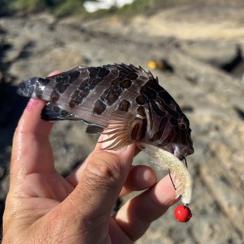 Giant hawkfish (Cirrhitus rivulatus) — Cirrhitidae — 3