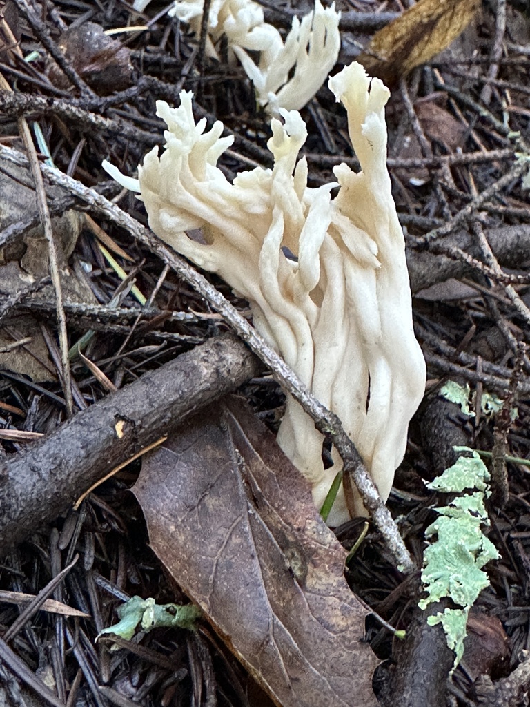 Clavulina rugosa · December 2025 · photo: © ocean_beach_goth (iNaturalist, cc-by)
