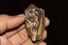 Conus achatinus