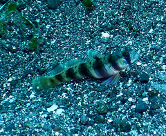 Amblyeleotris arcupinna