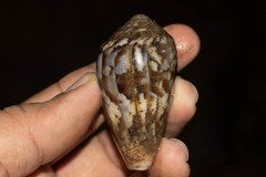 Conus achatinus