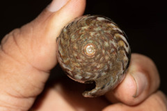Conus achatinus