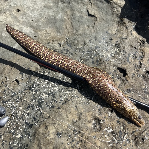 Jewel moray (Muraena lentiginosa) — Muraenidae — 2