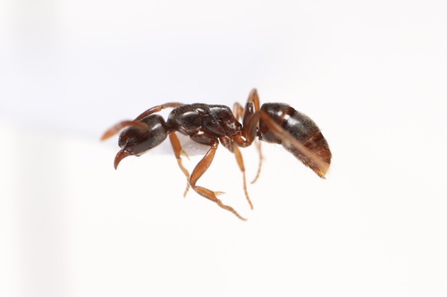 Hypoponera trigonaHypoponera trigona