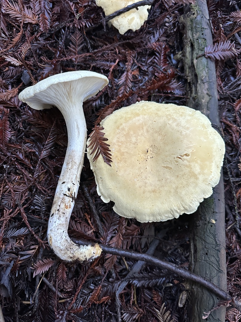 Leucopaxillus albissimus