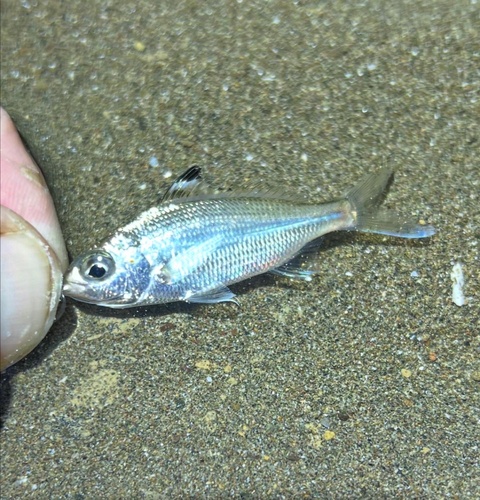 Pacific flagfin mojarra (Eucinostomus currani) — Gerreidae — 2