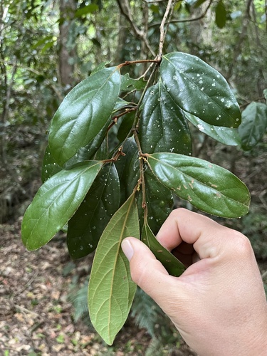Endiandra pubens observed 2023-05-11