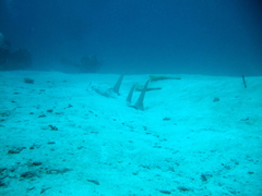 Rhynchobatus australiae