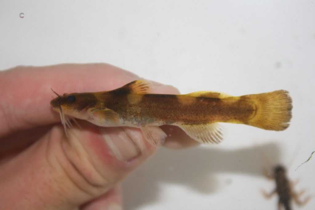 Saddled Madtom