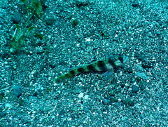 Amblyeleotris arcupinna