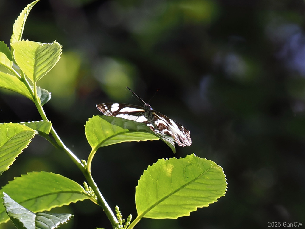 Neptis clinioides