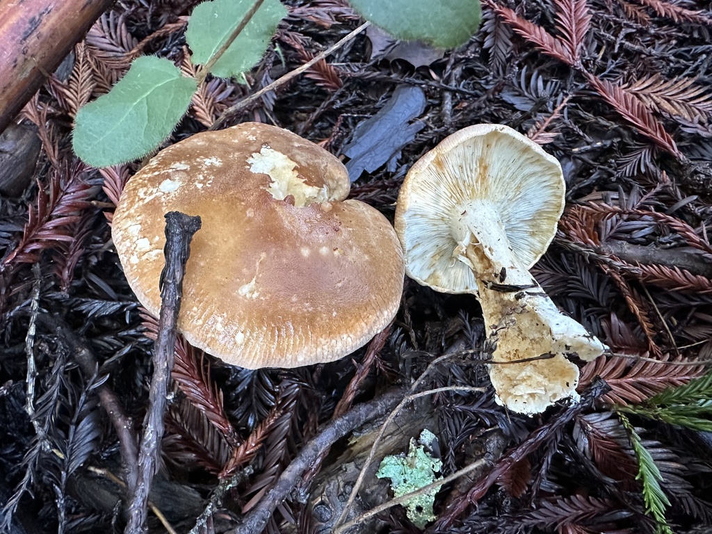 Leucopaxillus gentianeus · December 2025 · photo: © ocean_beach_goth (iNaturalist, cc-by)