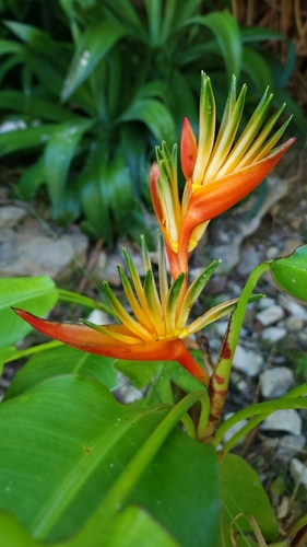 Parakeetflower (Heliconia psittacorum)