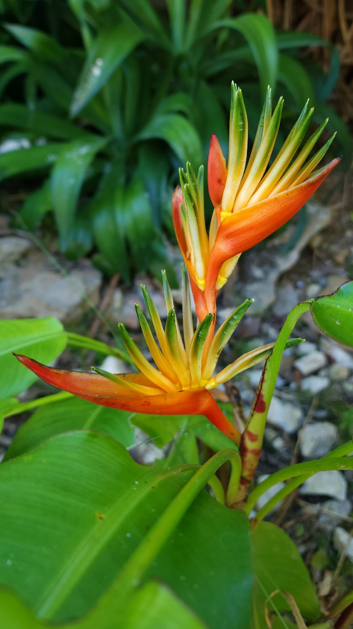 Parakeetflower (Heliconia psittacorum)