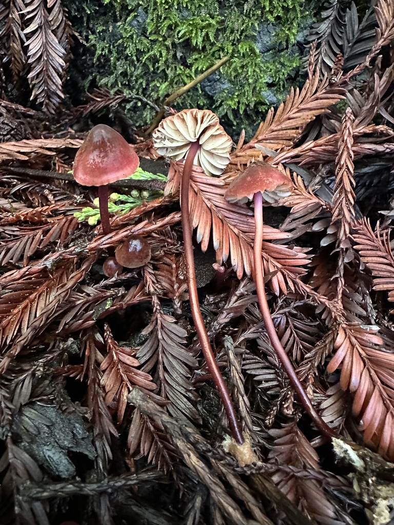 Marasmius plicatulus · December 2025 · photo: © ocean_beach_goth (iNaturalist, cc-by)