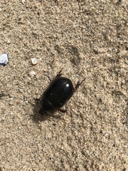 Pericoptus truncatus