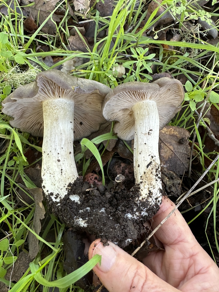 Entoloma ferruginans · December 2025 · photo: © ocean_beach_goth (iNaturalist, cc-by)
