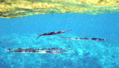 Platybelone argalus