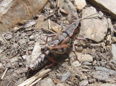 Sigaus australis