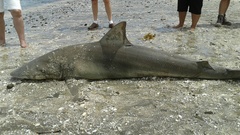 Carcharhinus brachyurus
