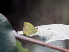 Abaeis salome jamapa