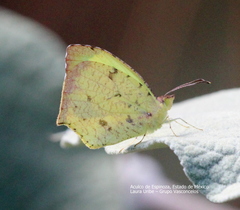 Abaeis salome jamapa