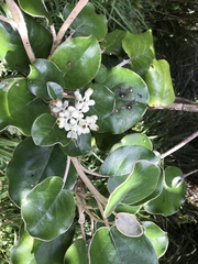 Brachyglottis rotundifolia