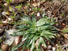 Plantago serraria