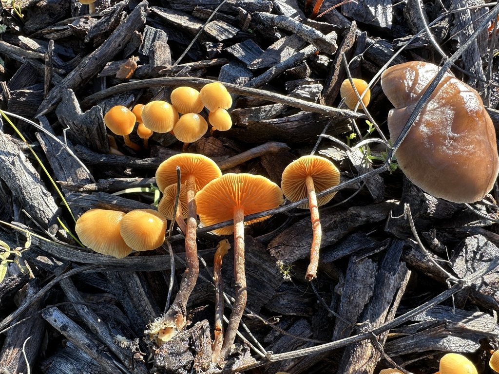 Galerina badipes · December 2025 · photo: © ocean_beach_goth (iNaturalist, cc-by)
