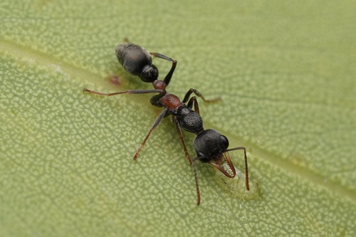 细长牛蚁Myrmecia infima