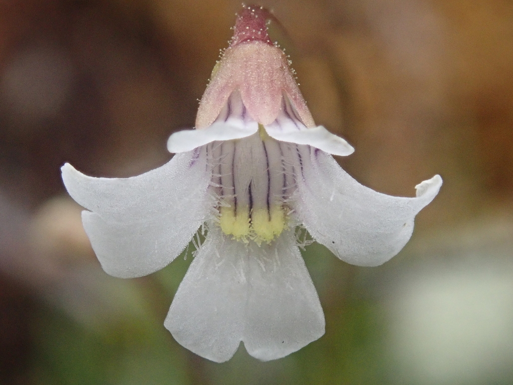 Pinguicula antarctica, Chiloé Province, Los Lagos, Chile