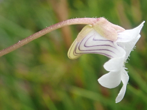 Pinguicula antarctica
