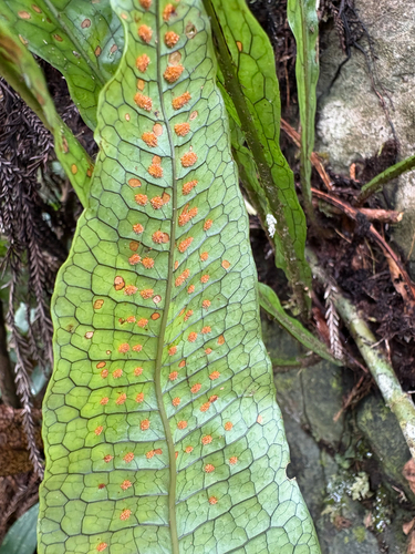Leptochilus hemionitideus, photograph 6