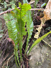 Leptochilus hemionitideus, photograph (c) 黃美滿, some rights reserved (CC BY)
