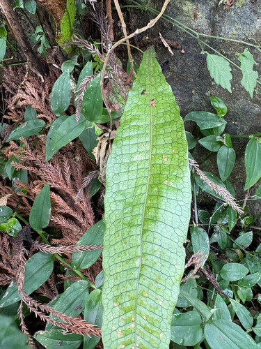 Leptochilus hemionitideus, photograph 5
