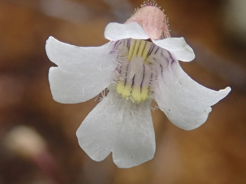 Pinguicula antarctica
