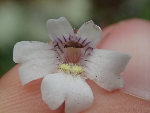 Pinguicula antarctica