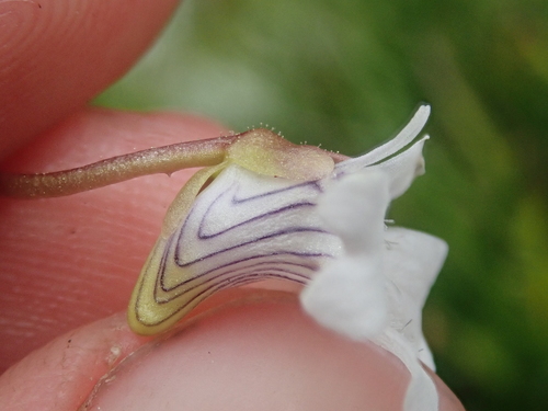 Pinguicula antarctica
