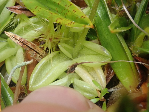 Pinguicula antarctica