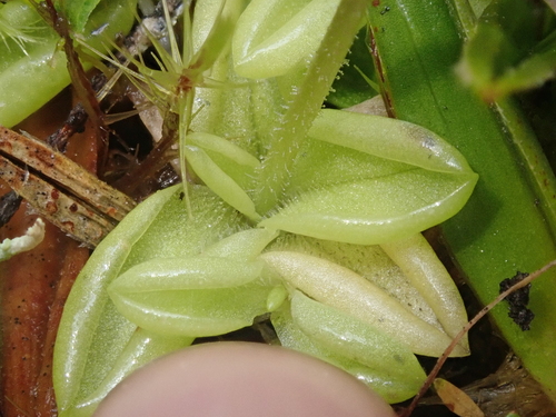 Pinguicula antarctica