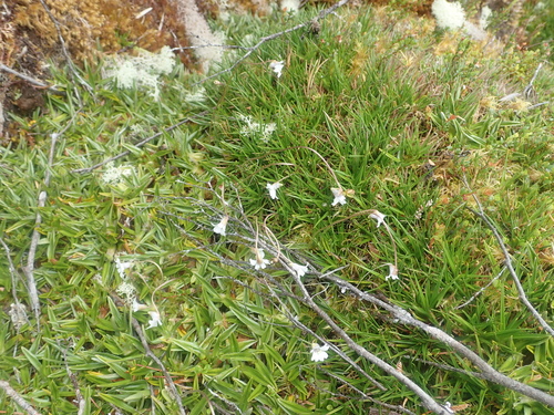 Pinguicula antarctica